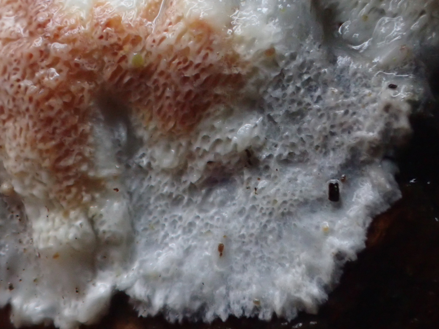 Photo © Sarah Ebdon Meripilus sanguinolentus by Sarah Ebdon